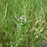 Collomia linearis Yeri