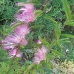 Calliandra selloi Blüte