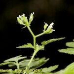 Chaerophyllum nodosum Arall