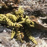 Asplenium foreziense Costuma