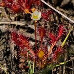 Drosera intermedia Lapas