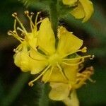 Agrimonia eupatoria Kukka