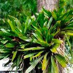 Guzmania plumieri Blad