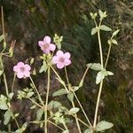 Erodium glaucophyllum ᱮᱴᱟᱜ