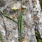Ranunculus kuepferi Flor
