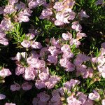 Conradina verticillata Цветок