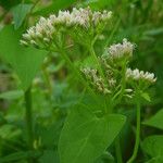 Mikania scandens Flower