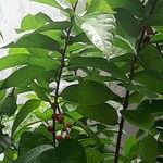 Ficus erecta Levél
