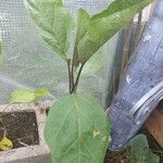Solanum melongena برگ