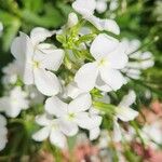 Hesperis matronalis পাতা