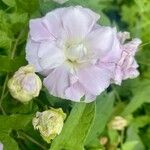 Calystegia hederacea Žiedas