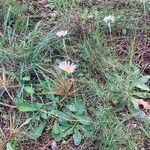 Bellis sylvestris 花
