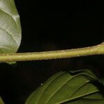 Lonchocarpus macrophyllus Corteza