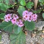 Bergenia crassifoliaFlower