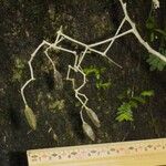 Sparattanthelium amazonum Other