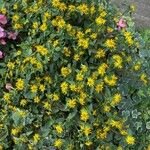 Sanvitalia procumbens Libunga