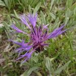 Centaurea graminifolia Blüte