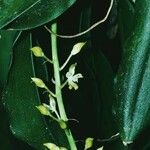 Notylia aromatica Flor