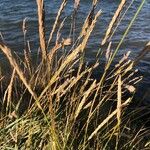 Calamagrostis arenariaFlower