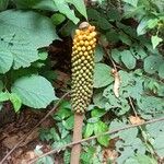 Amorphophallus paeoniifolius Gyümölcs