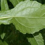 Sigesbeckia jorullensis Leaf