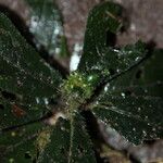 Psychotria rhynchodiscus
