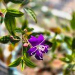 Pleroma semidecandrum Blomst