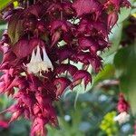 Leycesteria formosa Blüte