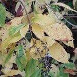 Clethra alnifolia Hoja