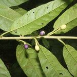 Cestrum microcalyx Ffrwyth