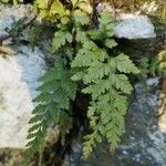 Asplenium adiantum-nigrum Blad