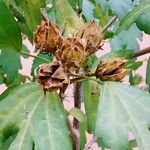 Hibiscus syriacus Фрукт