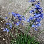 Agapanthus campanulatus Habitat