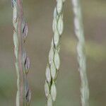 Digitaria sanguinalis Плод