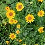 Heliopsis helianthoides Blomst