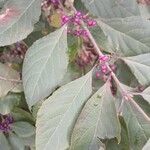 Callicarpa bodinieri Листок