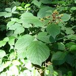 Rubus foliosus Inny