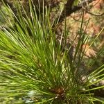 Pinus elliottii Folha