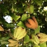 Diospyros whyteana Fruto