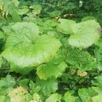 Petasites hybridus Yeri