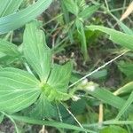 Spigelia anthelmia Blad