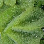 Salvinia molesta 葉