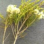 Melaleuca alternifolia Цвят