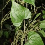 Dioscorea matagalpensis Celota