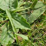 Plantago major Hábito