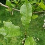 Quercus sinuata