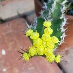 Euphorbia restricta Blodyn