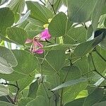 Bauhinia blakeana Flors