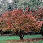 Cornus kousa عادت داشتن