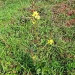 Verbascum blattaria Habit